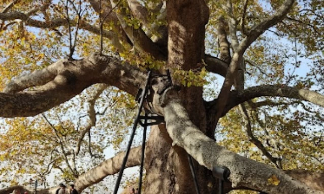 İnkaya Historical Plane Tree