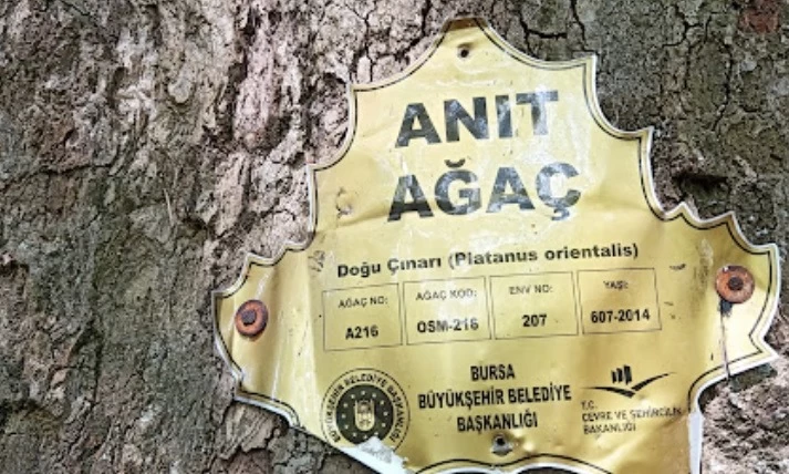 İnkaya Historical Plane Tree